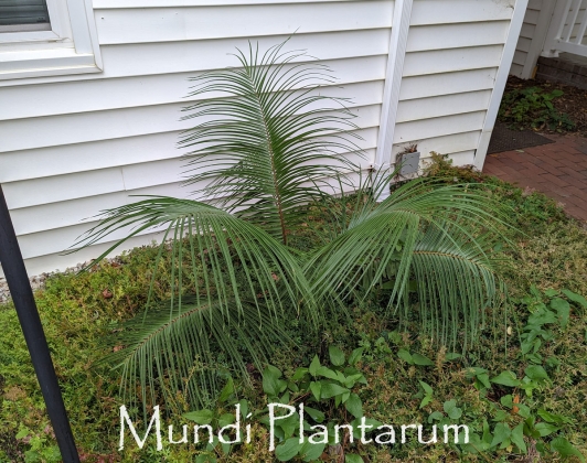 Ceratozamia kuesteriana Mundi Plantarum